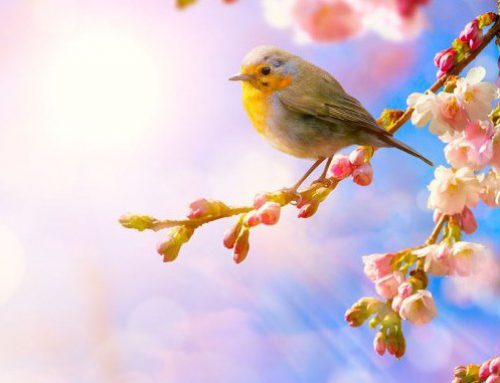 Nel Benschop – Toch wordt het lente